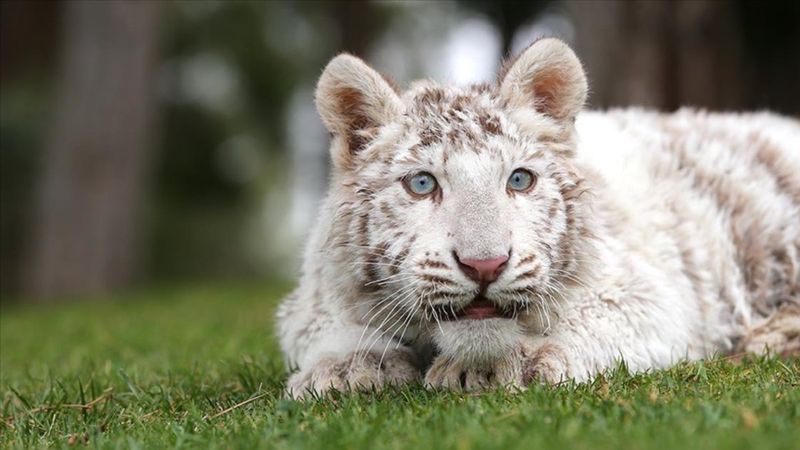 İstanbul'da villada bulunan 'beyaz kaplan', koruma altına alındı