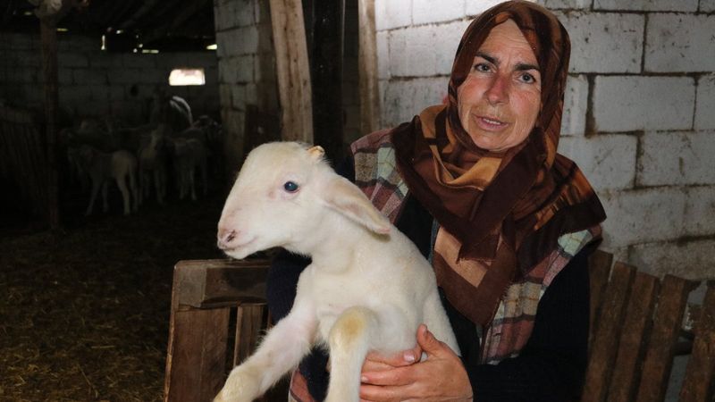 Kırklareli'nde kurt, koyunları telef etti: Yol boyu ölülerini gördüm