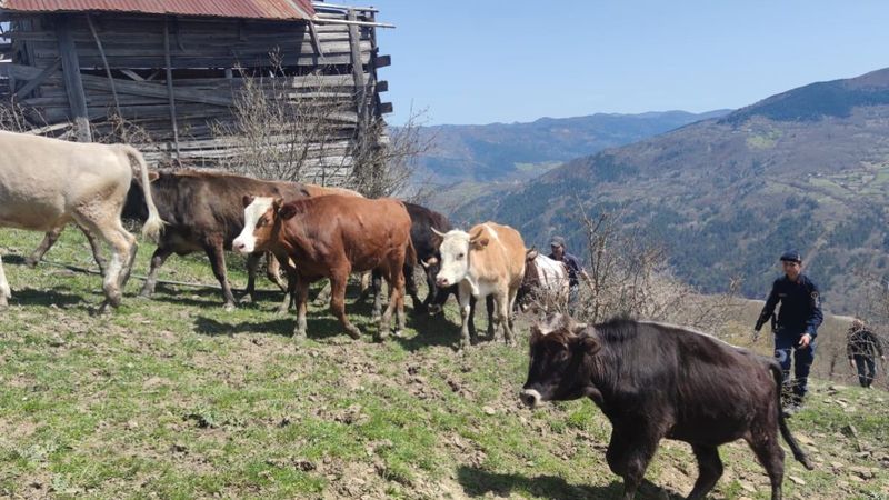 Kastamonu'da kaybolan 13 büyükbaş hayvan bulundu