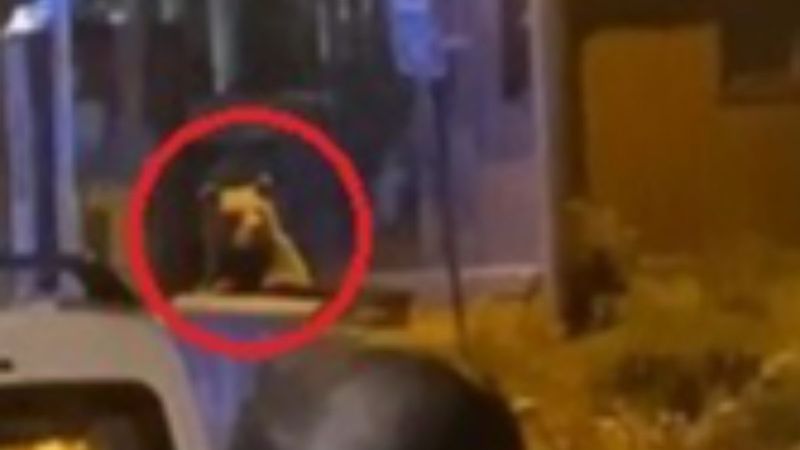 Uludağ'daki günübirlikçilerin ayıdan kaçtıkları anlar