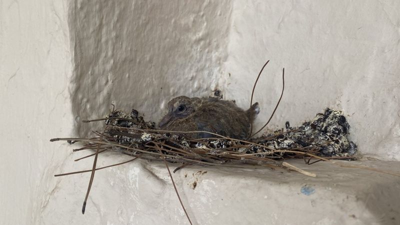 İzmir'de cami imamı, pencereye yuva yapan kumru için cemaati astığı notla uyardı