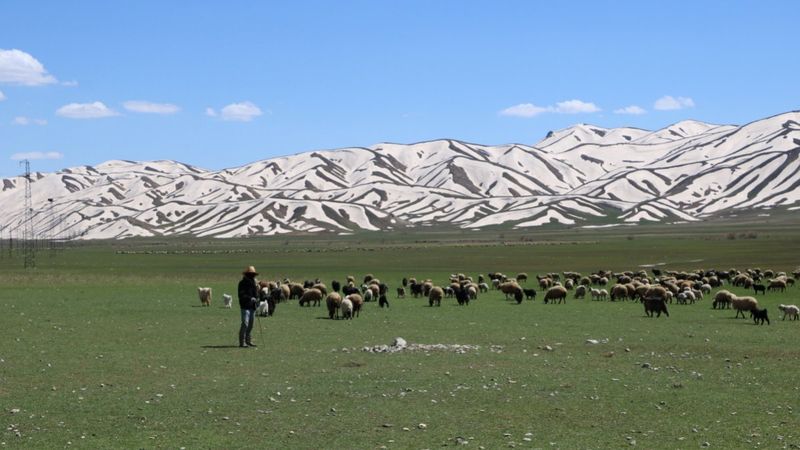 Hakkarili besiciler çoban bulamayınca nöbetleşe hayvan gütmeye başladı
