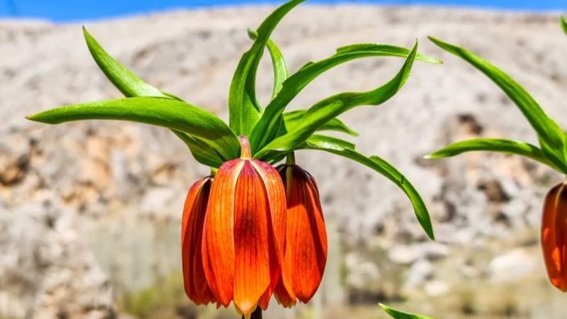 Ağlayan gelin çiçeğini koparmanın cezası 80 bin TL
