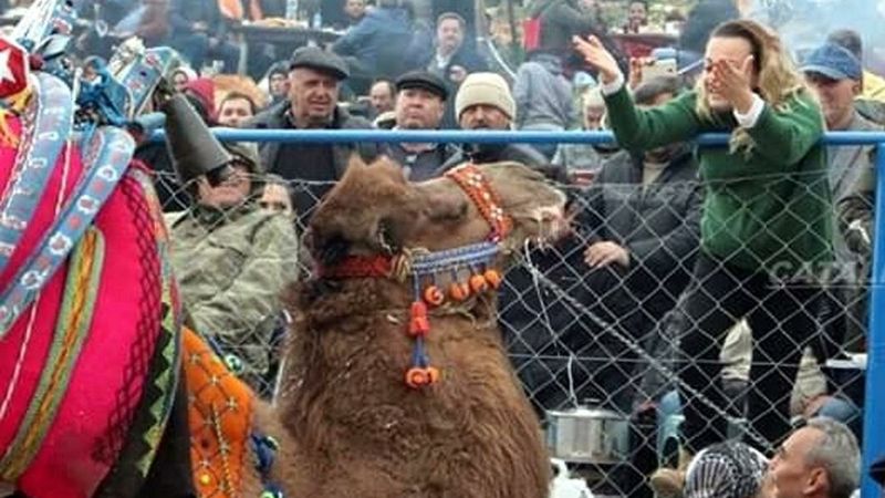 Muğla'da, 80 milyon lira dolandırdığı iddia edilen kadının develerine el konuldu