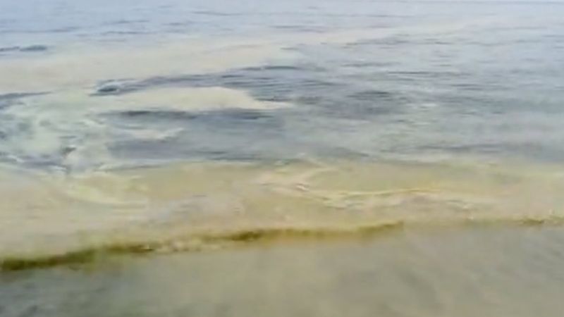 Mersin'de polenler denize döküldü: Binlerce arı öldü