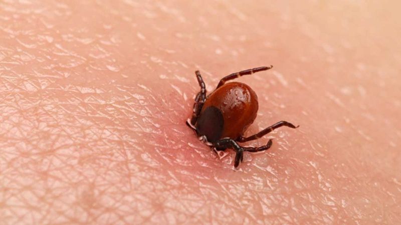 Uzmanından kene uyarısı: Fark edildiği anda, acil servise başvurulmalı