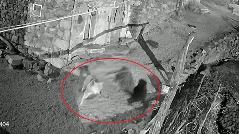 Ardahan'da kurdun köpeğe saldırma anı