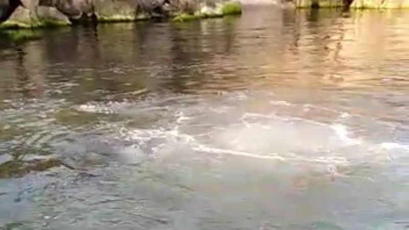 Heybeliada denizinin yüzeyini lağım kapladı