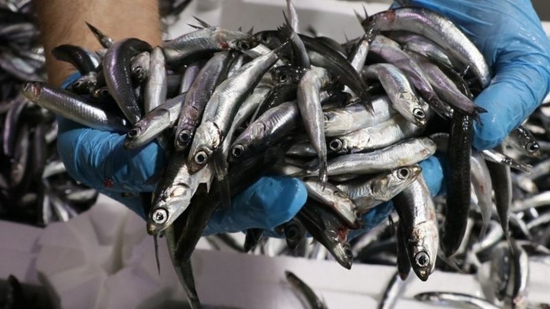 Adana'da yasa dışı av denetimi; 3 balıkçıya 65 bin 974 TL ceza