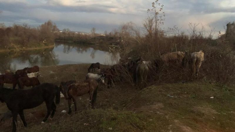 Sakarya'daki at ve eşekler kesilmekten kurtarıldı