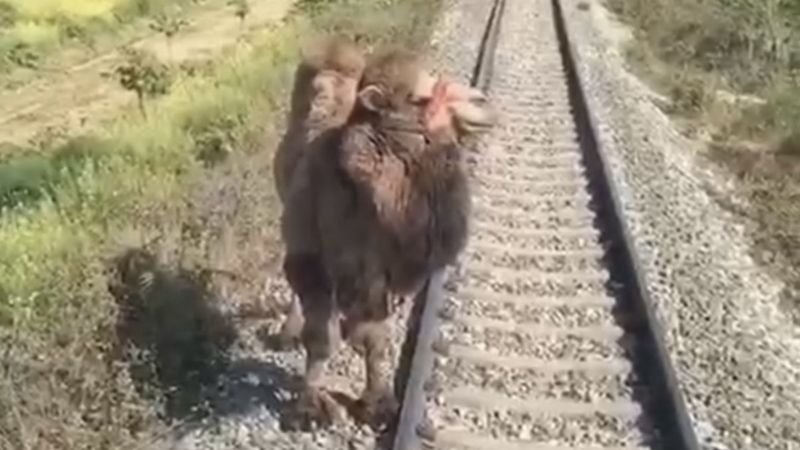 Aydın'da demiryoluna giren deve