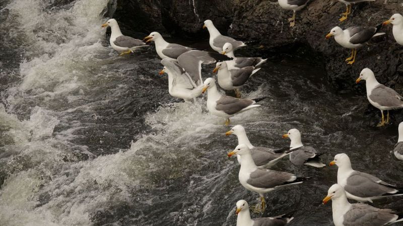 Van'da balık göçü yaklaşırken, martılar da atağa geçti