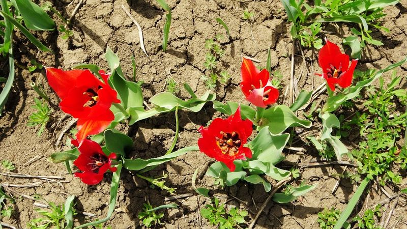 Muş Ovası'nı kırmızıya bürüyen lalelerden görüntüler