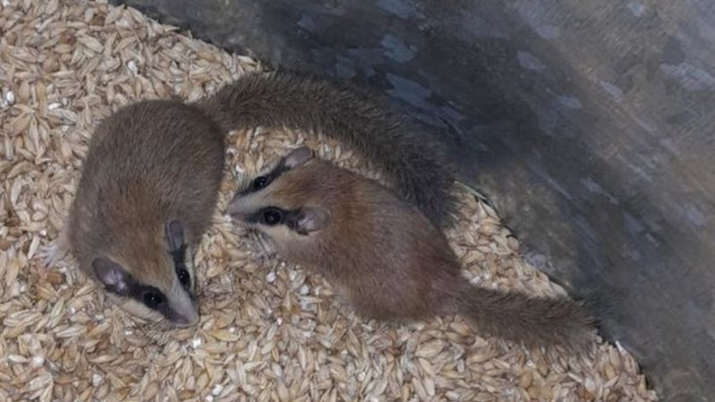 Nesli tükenmekte olan ağaç yediuyurları, Tunceli’de görüntülendi