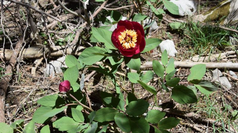 Antalya'da, koruma altındaki şakayıkları koparmanın cezası 109 bin 593 TL