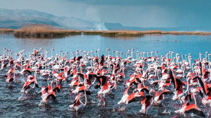Afyonkarahisar'daki flamingolar, güzelliklerine hayran bıraktı