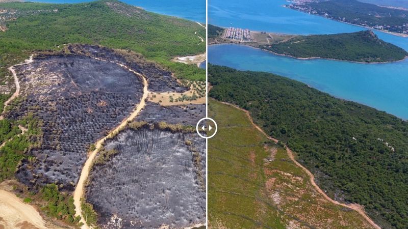 Yangınlarda zarar gören 13 bölge yeniden yeşerdi