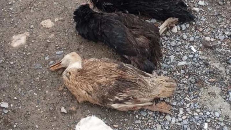 Malatya'da sokak köpekleri onlarca kümes hayvanını telef etti