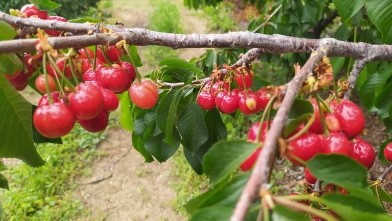 Mersin'de sezonun ilk kiraz hasadı: Kilosu bin TL