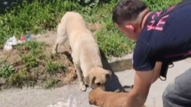 Kocaeli'nde yavru köpek su kanalına düştü