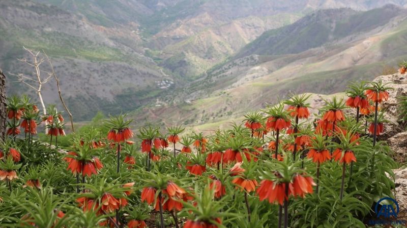 Batman'da ters laleler baharın müjdecisi olarak görülüyor