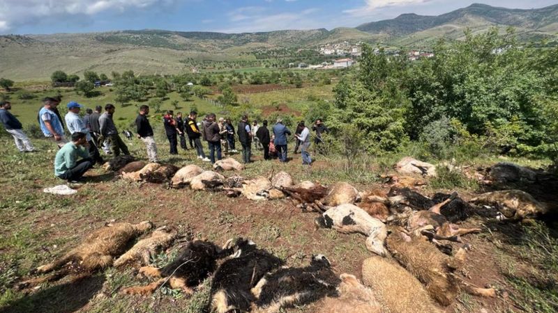 Diyarbakır’da sürünün üzerine yıldırım düştü