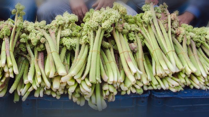 Tam mevsimi: Işkın nedir, faydaları nelerdir?