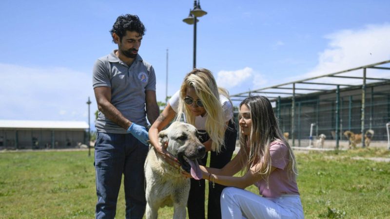 Antalya'da kamyonetin arkasında sürüklenen köpek tedavi edildi