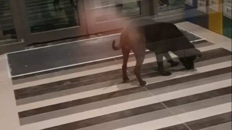Ankara'da 4 kişiye saldıran pitbull 'silah' sayıldı