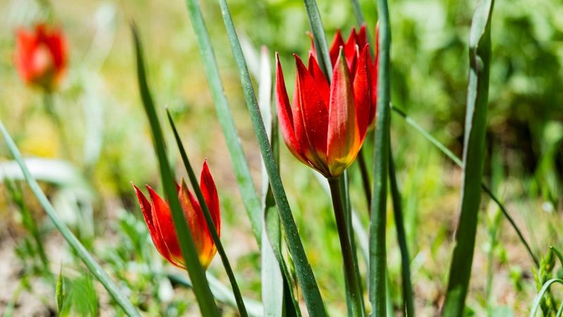 Manisa lalesini koparana 109 bin 593 TL ceza