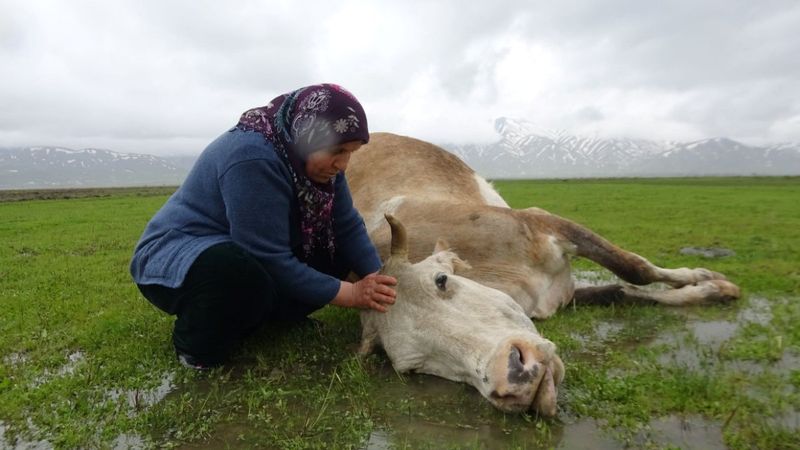 Hakkari'de 60 yaşındaki kadının geçim kaynağı ineği, otlarken öldü