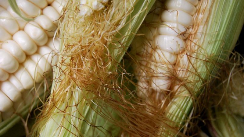 Mısır püskülü çayının inanılmaz faydaları