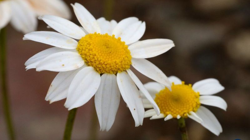 İğdır'da açan çiçekler baharı müjdeliyor
