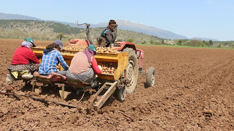 Bolu'da patates ekimi devam ediyor