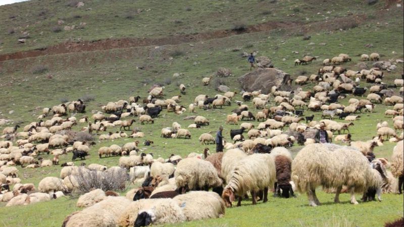 Şırnak'ta göçerler kar ve tipi nedeniyle mahsur kaldı