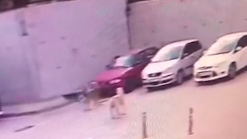 Kırıkkale'de sokak köpekleri otomobile zarar verdi