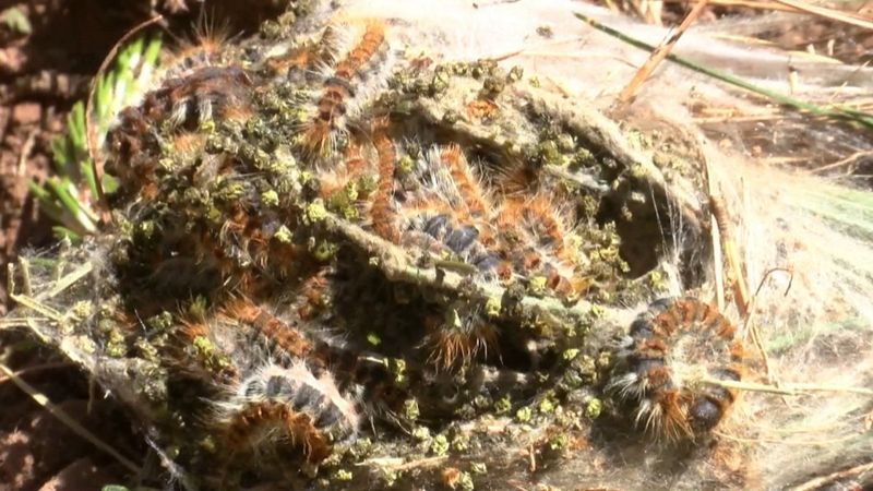 Adalar'da tırtıl krizi: Yeşil dokuya ve insana zarar veriyor