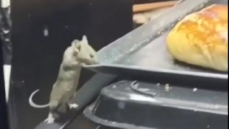 Kocaeli’de, kafe vitrinindeki fare kamerada