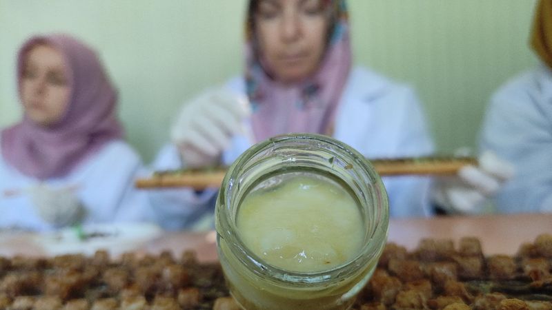 Kilosu 10 bin lira olan arı sütüne talep yoğun