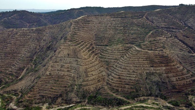 Adana'da yanan ormanlarda temizlik çalışması sürüyor