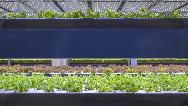 Türkiye'den 'topraksız ve dikey tarım' girişimi