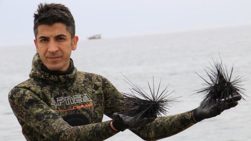 Akdeniz'de zehirli deniz kestanesi sayısı risk oluşturmaya başladı