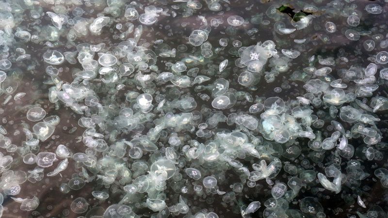 Arnavutköy'de denizanası ve çöp yoğunluğu