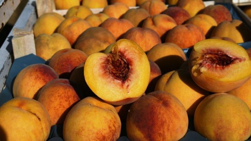 Çanakkale Lapseki şeftalisine coğrafi işaret