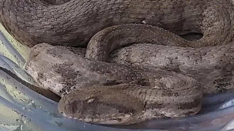 Iğdır’da, evin bahçesinden engerek çıktı