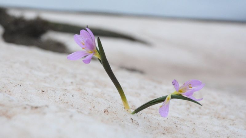 Bitlis'te karlar arasında kalan kardelenler çiçek açtı