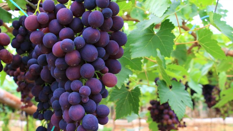 Mersin'de ilk üzüm hasadı yapıldı: Kilosu 40-50 TL