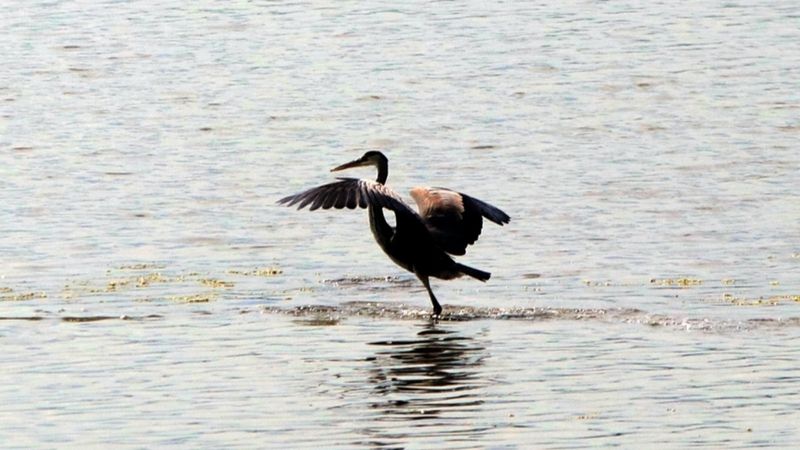 Hersek Lagünü'nde kuş türü sayısı artıyor