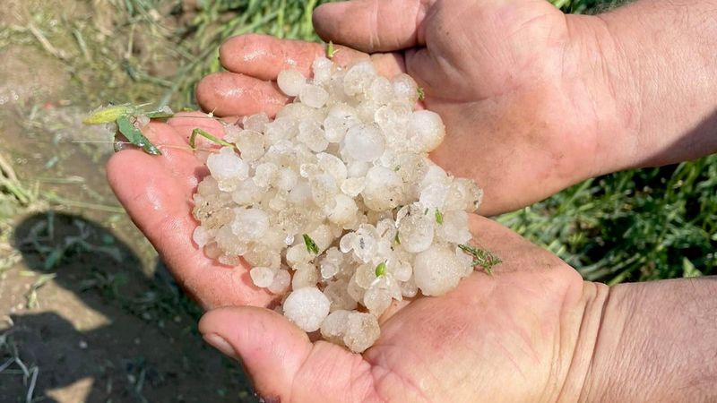Edirne'de dolu yağışı, buğdaya zarar verdi