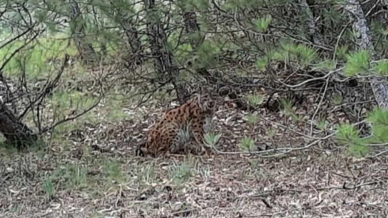 Çorum'da nesli tükenmekte olan vaşak görüntülendi